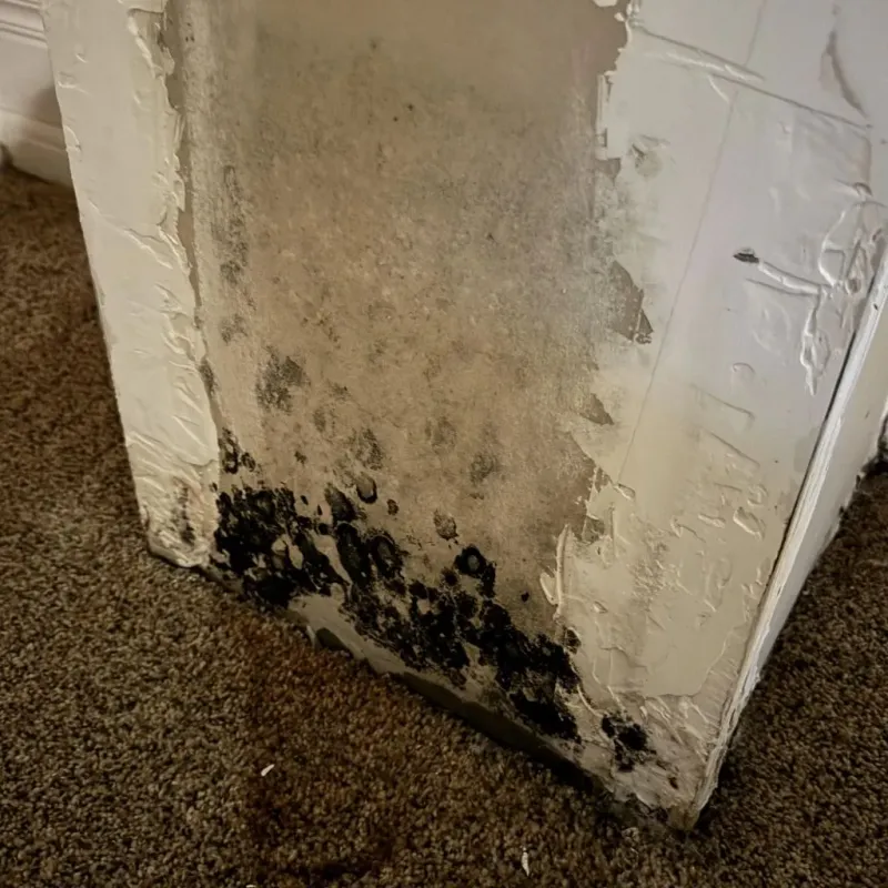 Professional Mold Removal in Washington, MO